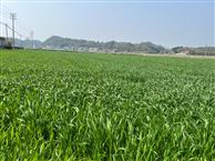 农业农村部部署小麦赤霉病防控工作